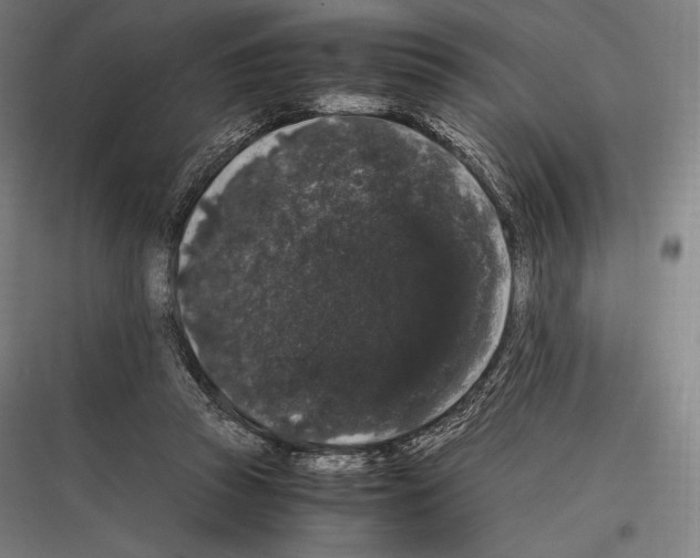 X0000116780353201001281219