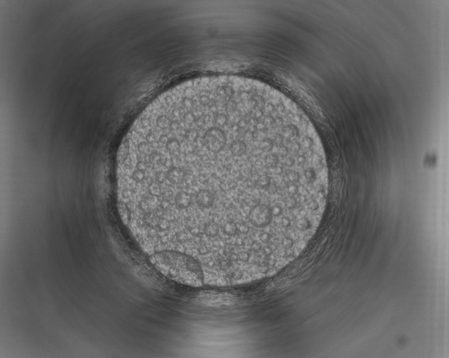 X0000116780354201001281219