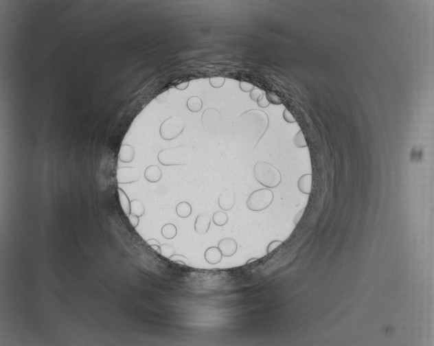 X0000116780480201001281218