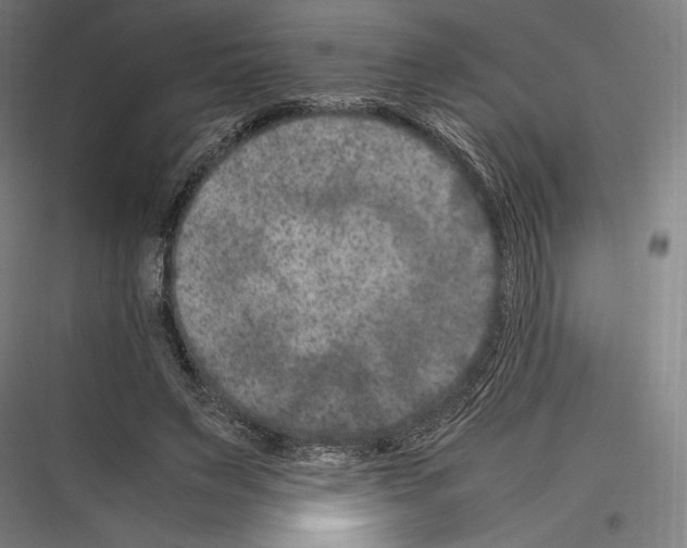 X0000116780495201001281217