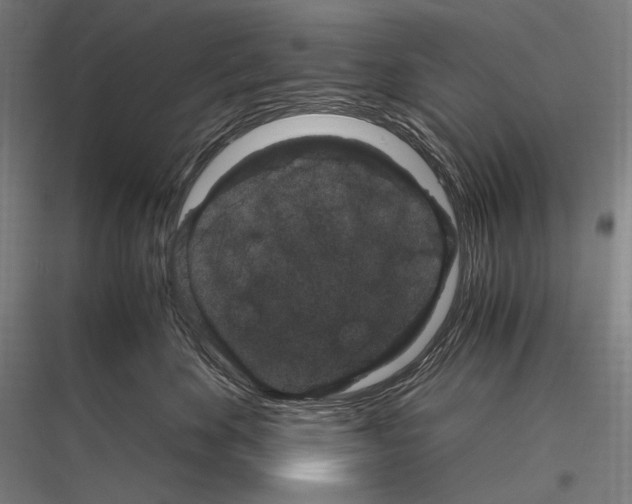 X0000116780524201001281217