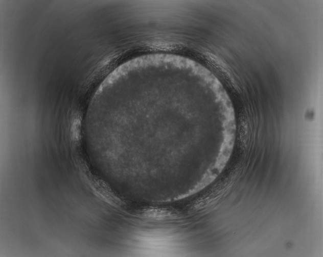 X0000116780596201001281216