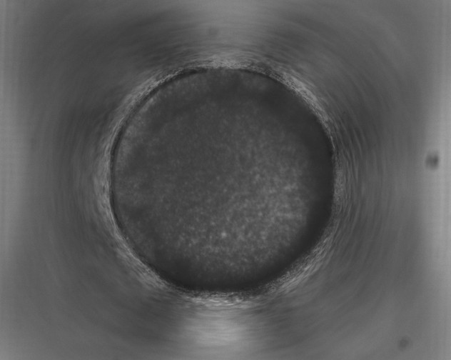 X0000116780673201001281215