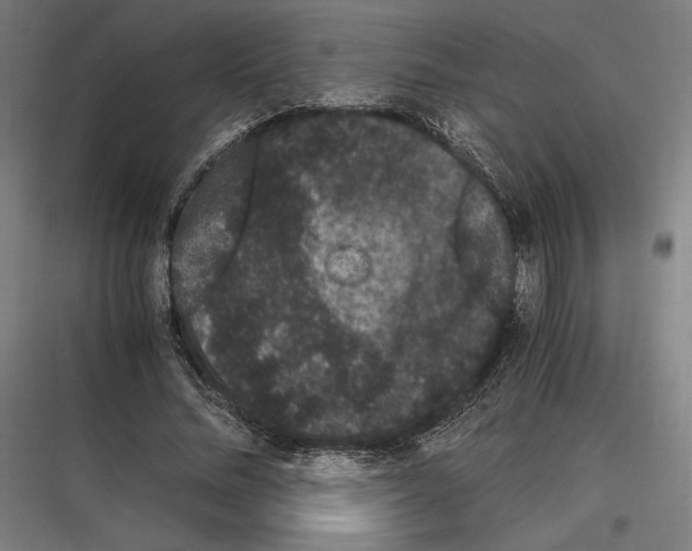 X0000116780684201001281215