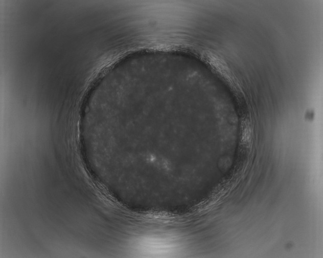 X0000116780685201001281215