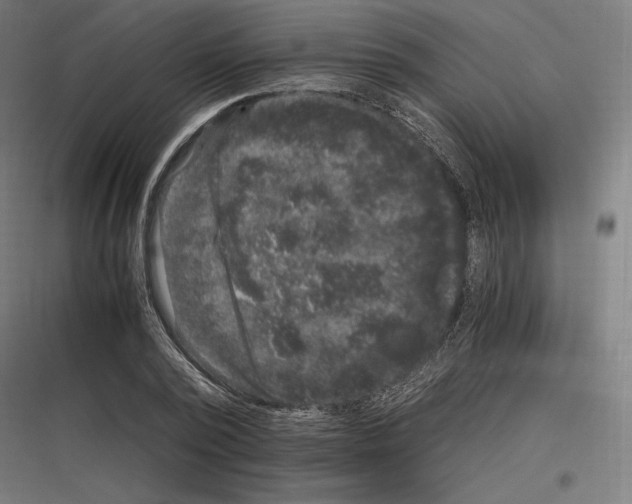 X0000116780784201001281213