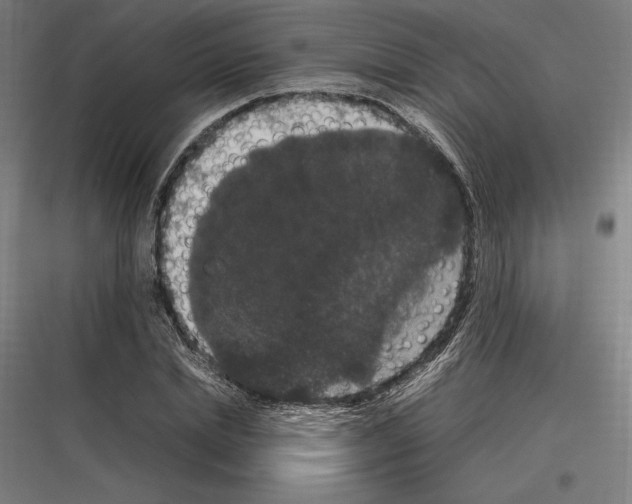 X0000116780830201001281212