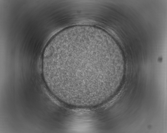 X0000116780838201001281213