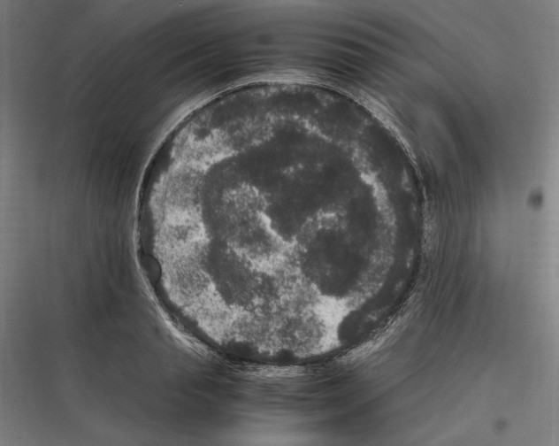 X0000116780845201001281213