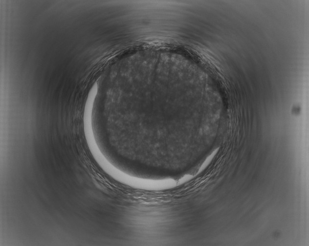 X0000116780868201001281212