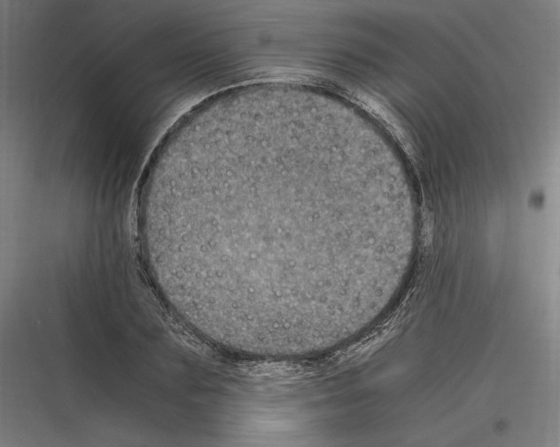 X0000116780883201001281212