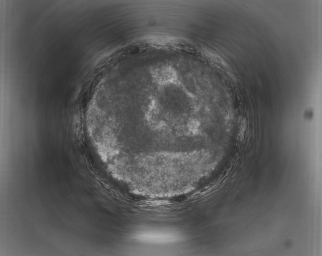 X0000116780966201001281211