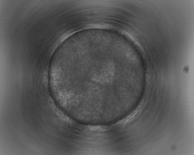 X0000116781025201001281210