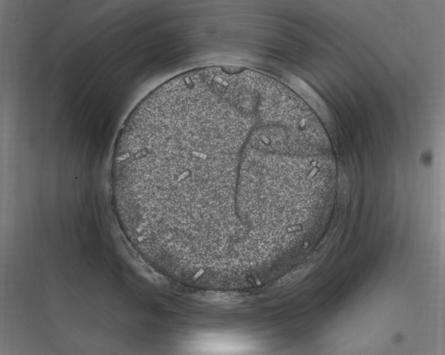 X0000116781052201001281210