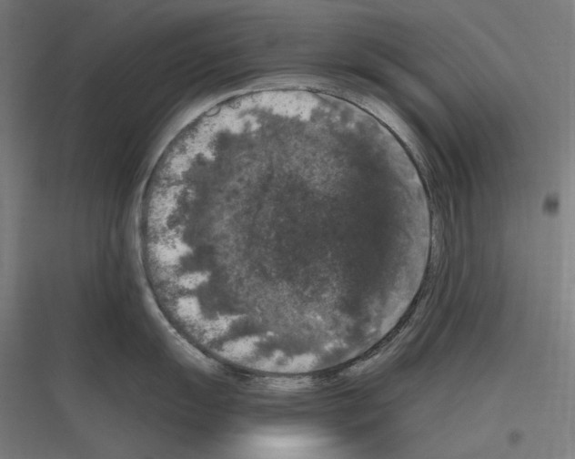 X0000116781055201001281210