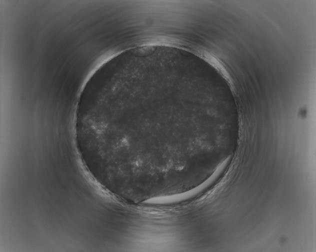 X0000116781138201001281209