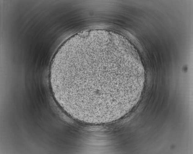 X0000116781186201001281208