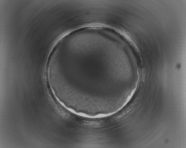 X0000116781229201001281207