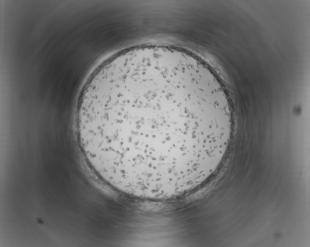 X0000116781232201001281207