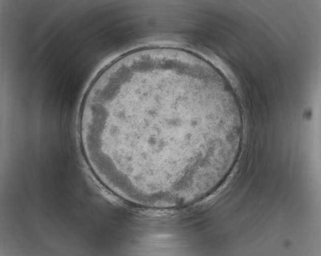 X0000116781240201001281208