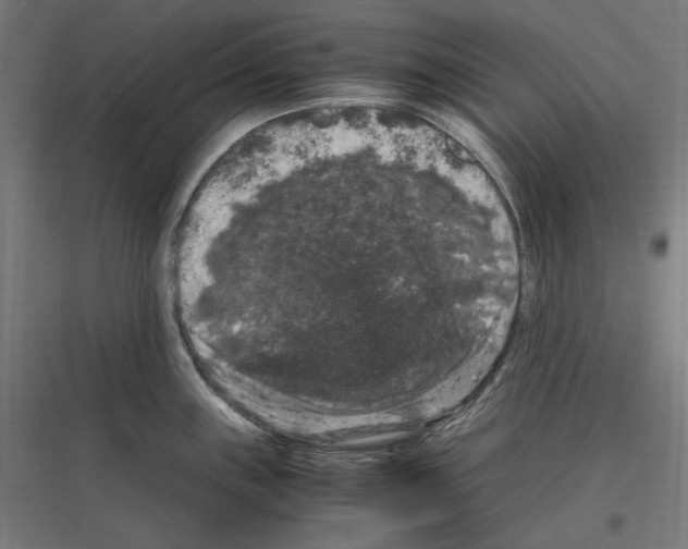 X0000116781243201001281208