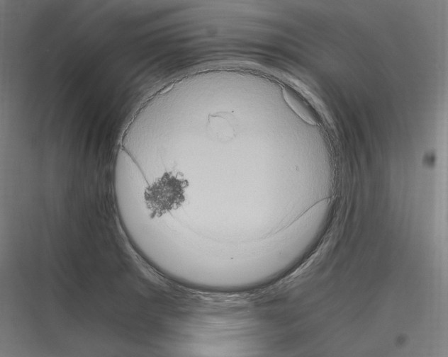 X0000116781281201001281207