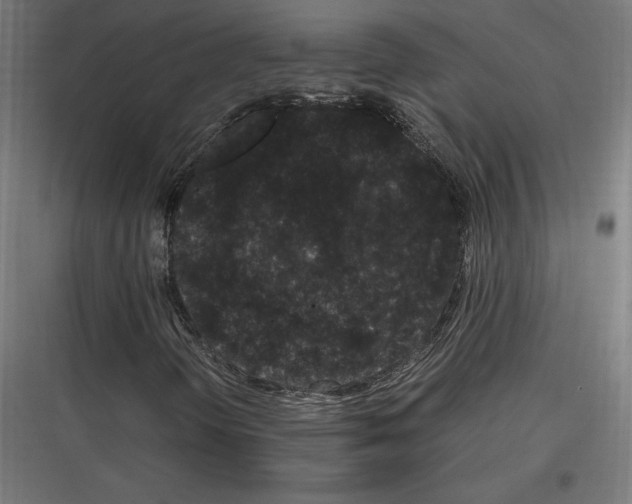 X0000116781298201001281206