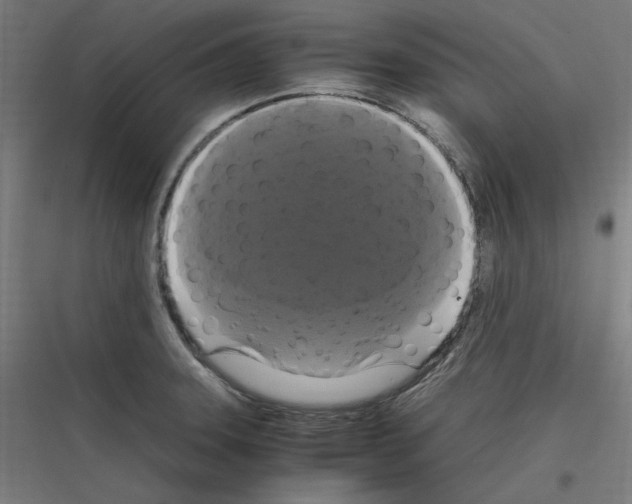 X0000116781331201001281206