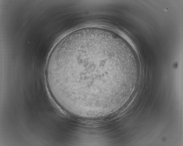 X0000116781338201001281206