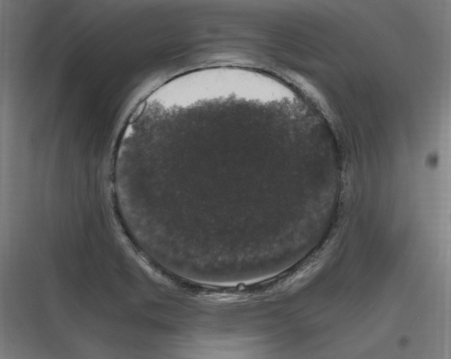 X0000116781373201001281205