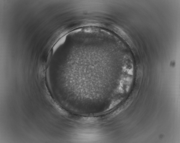 X0000116781377201001281205