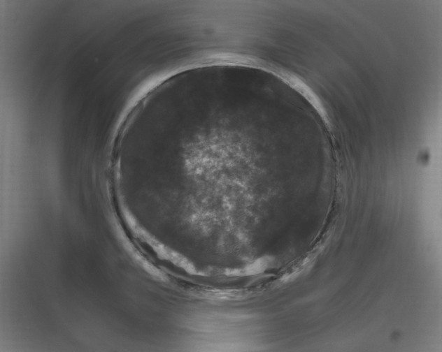 X0000116781381201001281205