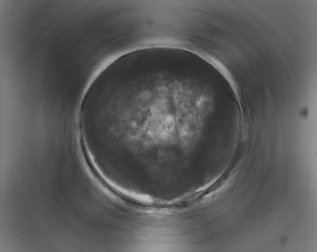 X0000116781389201001281205