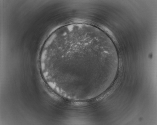 X0000116781427201001281205