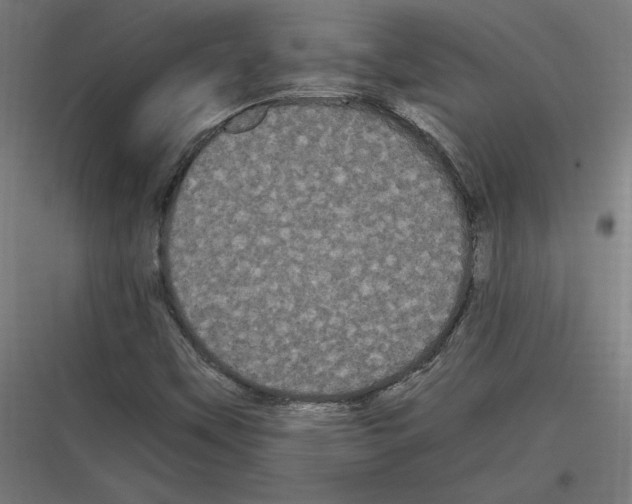 X0000116781451201001281204