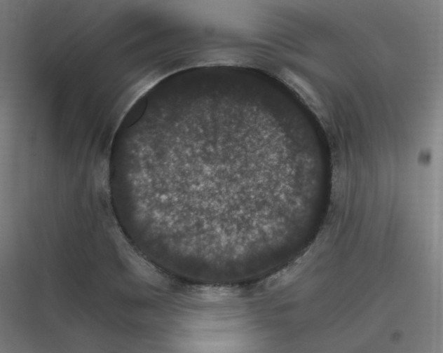 X0000116781465201001281204