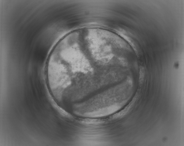 X0000116781474201001281204