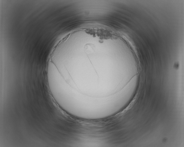 X0000116781481201001281204