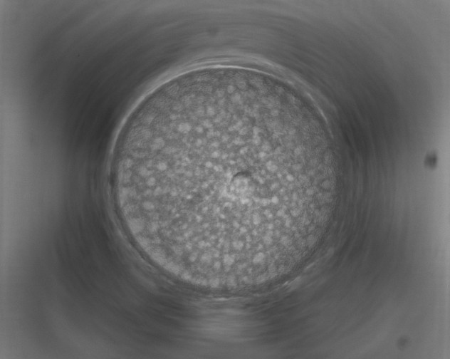 X0000116781514201001281203