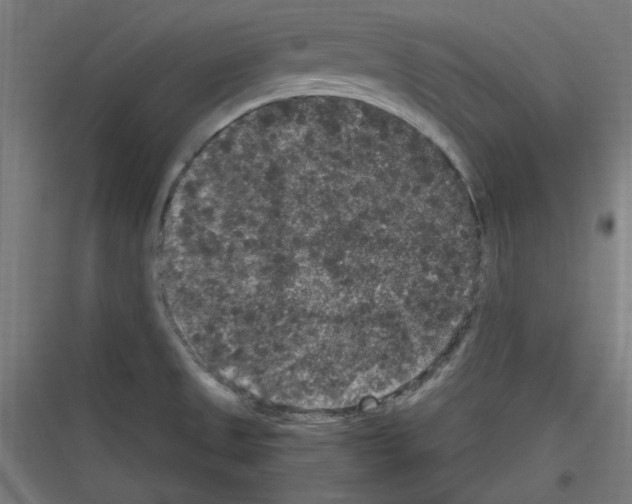 X0000116781525201001281204