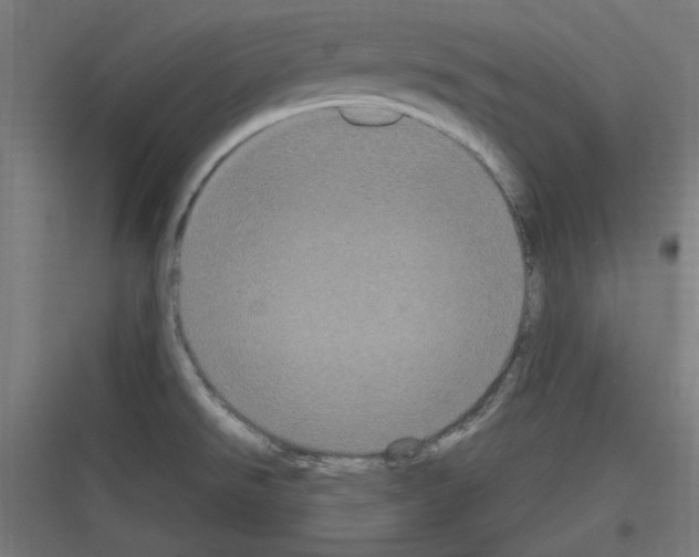 X0000116781526201001281204