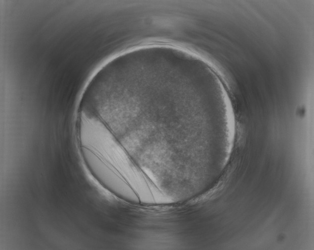 X0000116781527201001281204