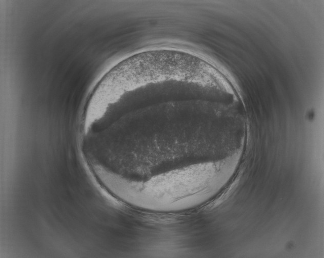 X0000116781533201001281204