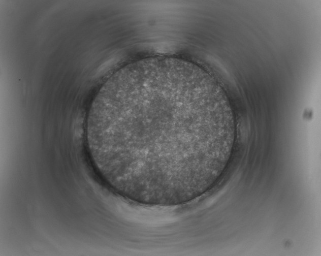 X0000116780032201001281703