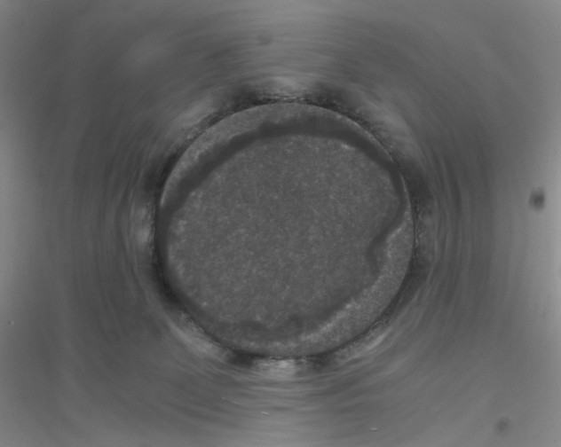 X0000116780131201001281702