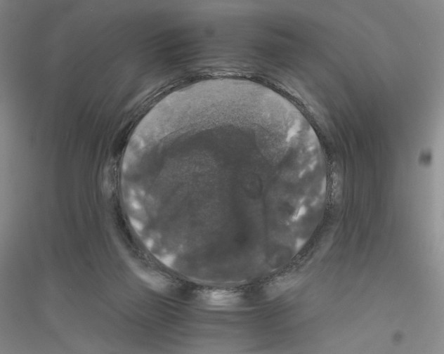 X0000116780165201001281701