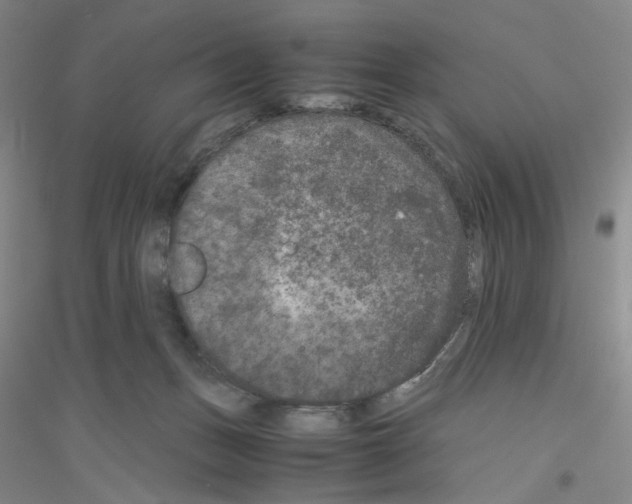 X0000116780175201001281701