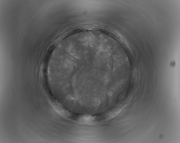 X0000116780217201001281701