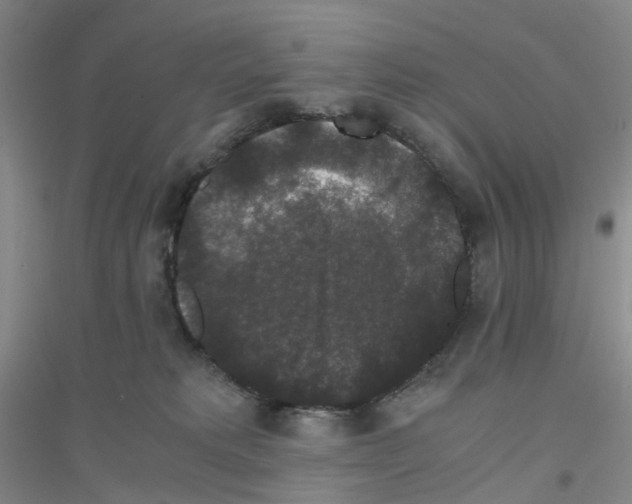 X0000116780229201001281701