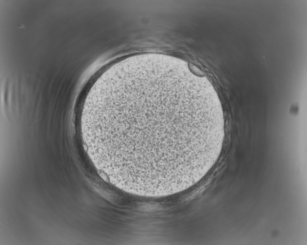 X0000116780246201001281700